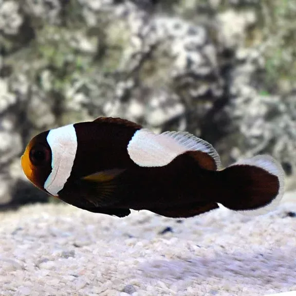 Clownfish – Saddleback – BONDED PAIR