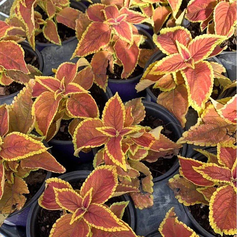 Coleus Rustic Orange 4.5 | Perennials
