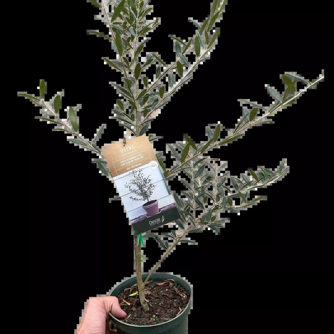 Common Olive Tree (Olea europaea)