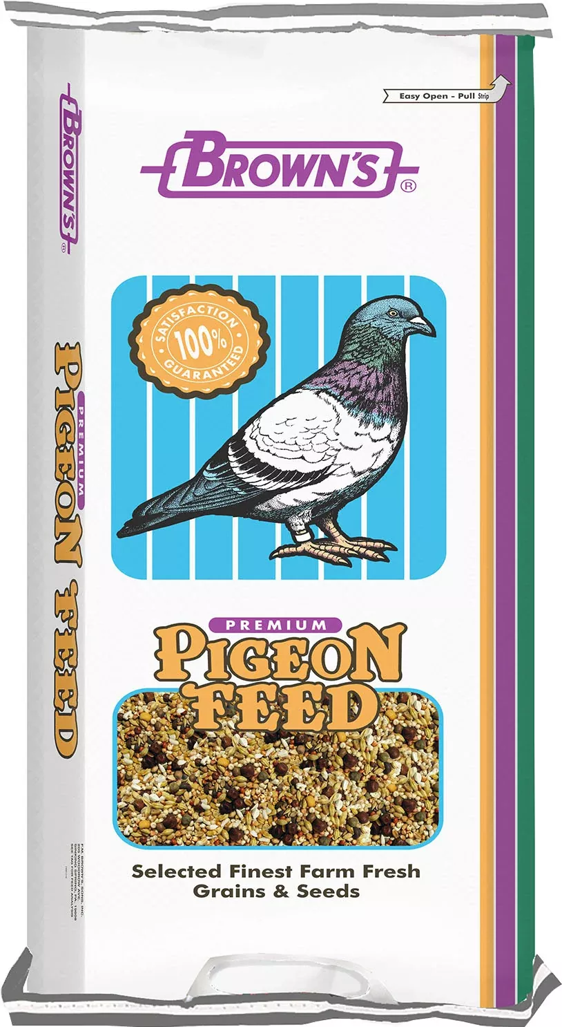 Conditioning Kafir Pigeon Food