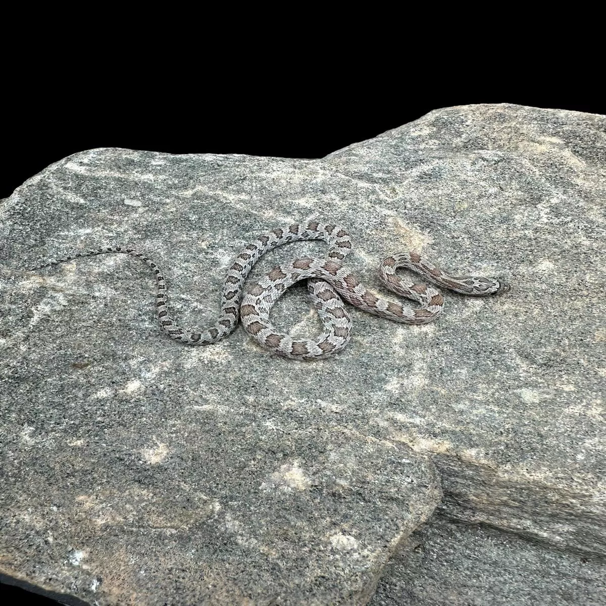 Corn Snake (Cinder)