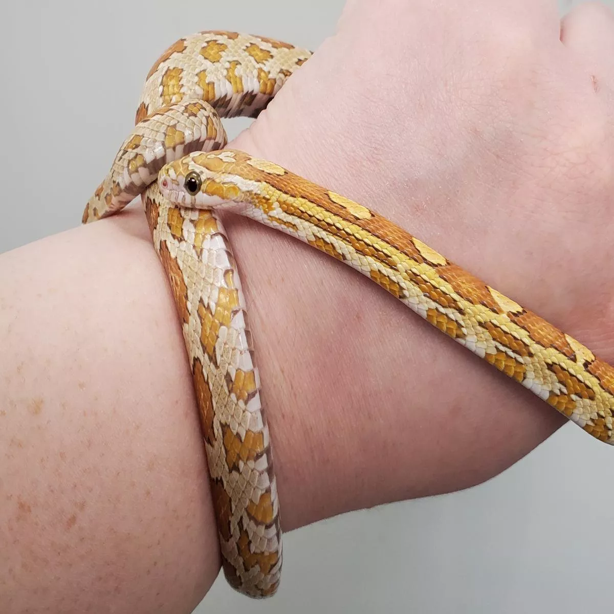 Corn Snake (Ultramel het. Charcoal) Sub-Adult
