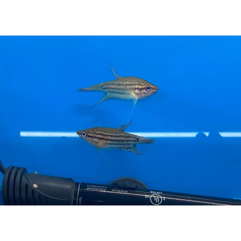 Croaking Gourami