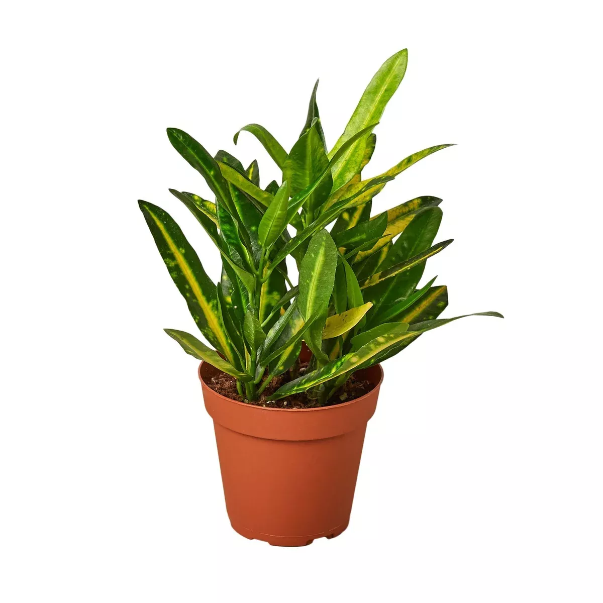 Croton ‘Sunny Star’