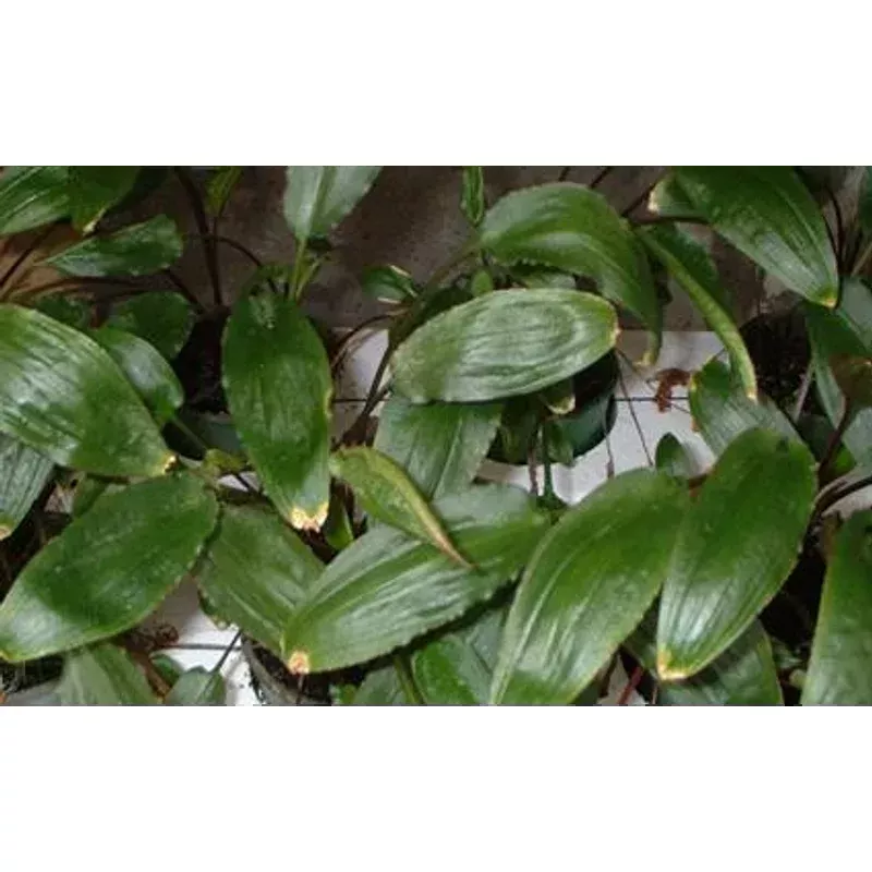 Cryptocoryne Axelrodi