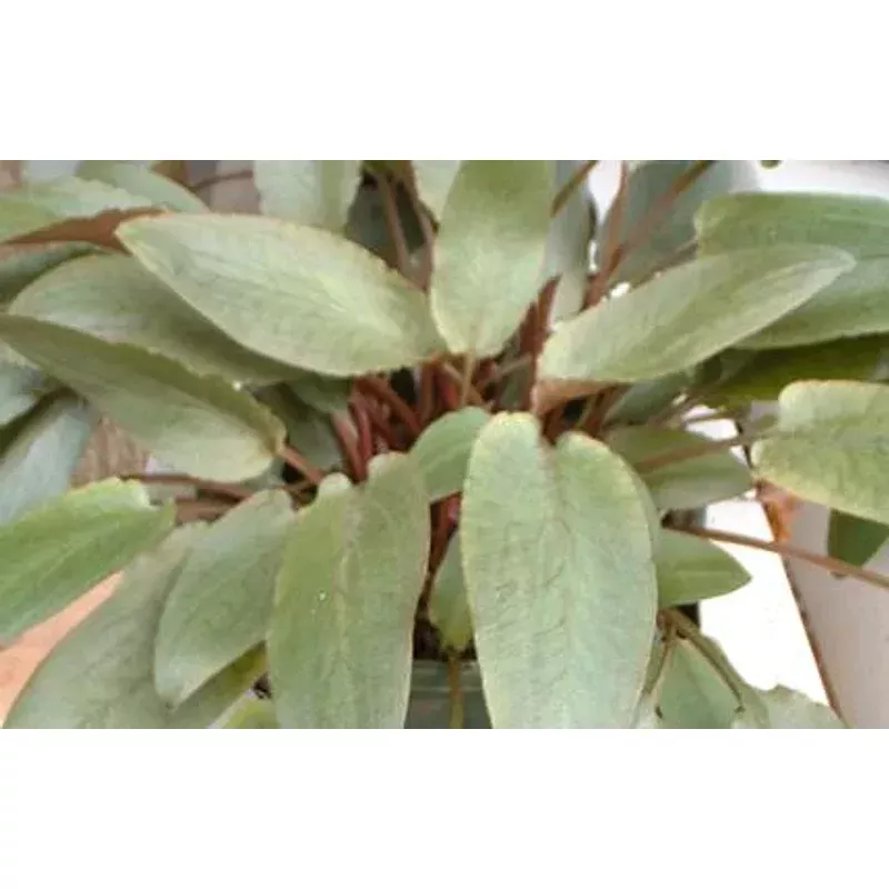 Cryptocoryne Crispitula