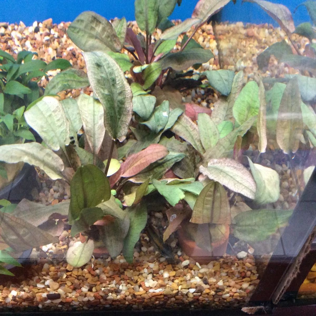Cryptocoryne Flamingo Pink
