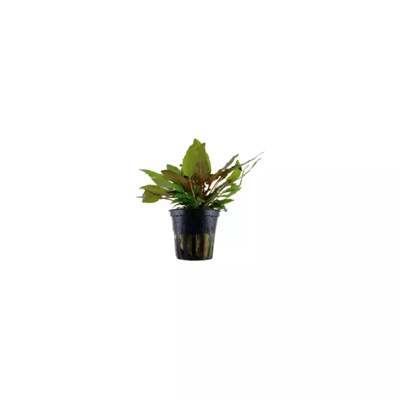 Cryptocoryne wendtii ‘Tropica’