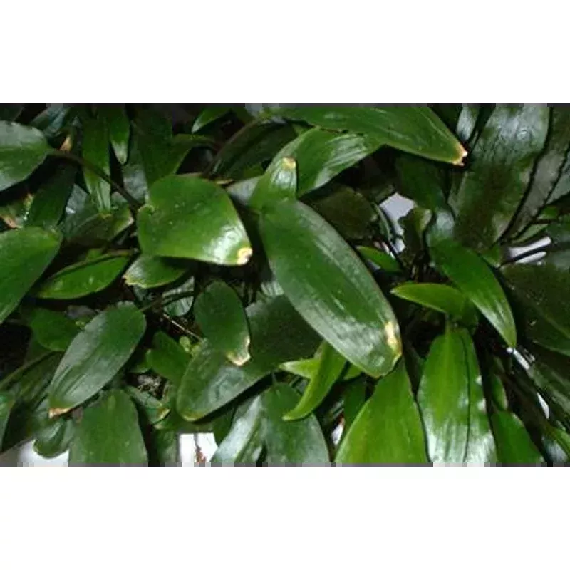 Cryptocoryne Willisii