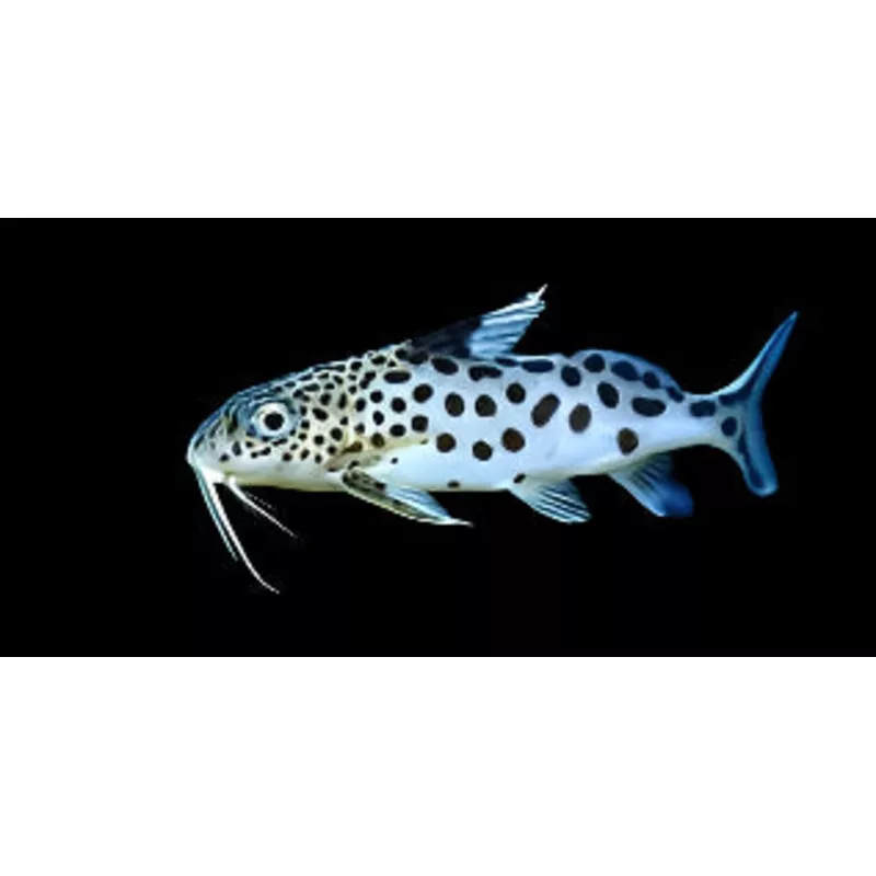Cuckoo Synodontis