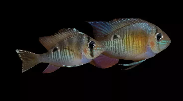 CUPID CICHLID (Biotodoma cupido)