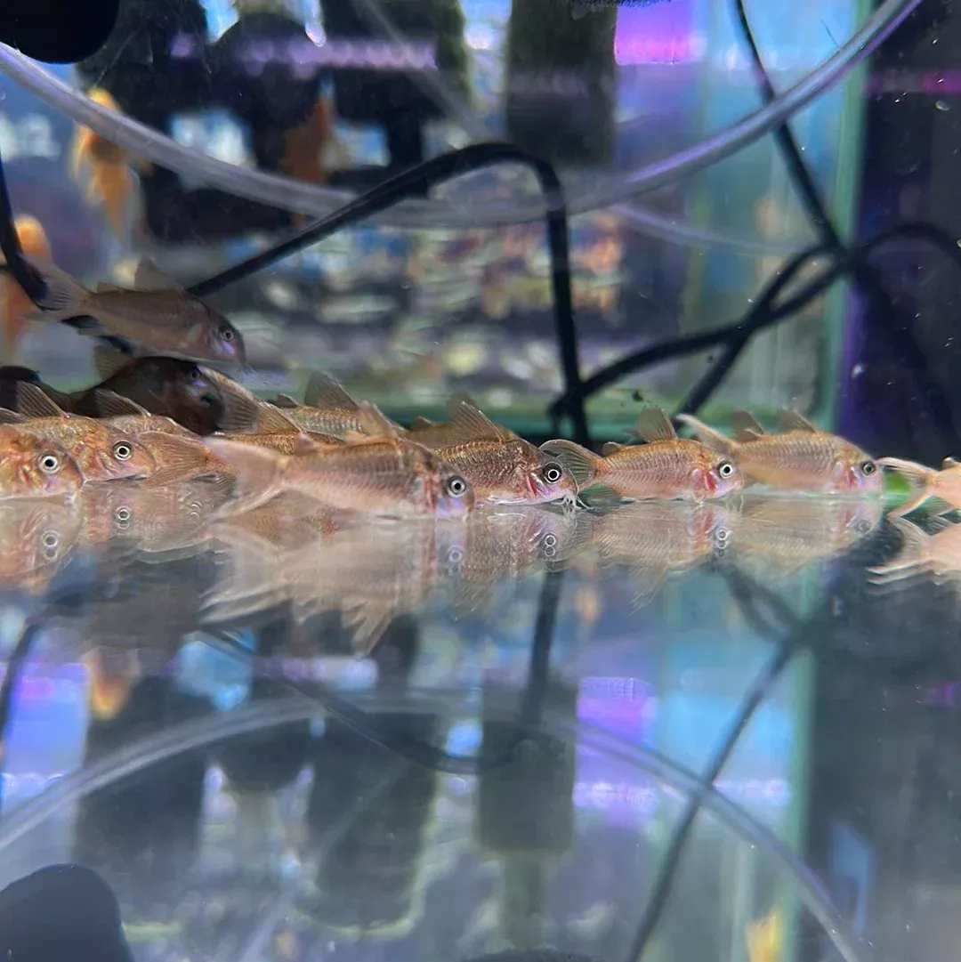 CW005 Albertini corydoras – Corydoras pantanalensis