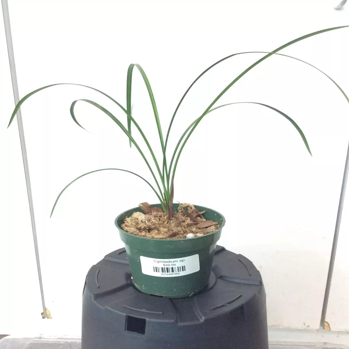 Cymbidium sp