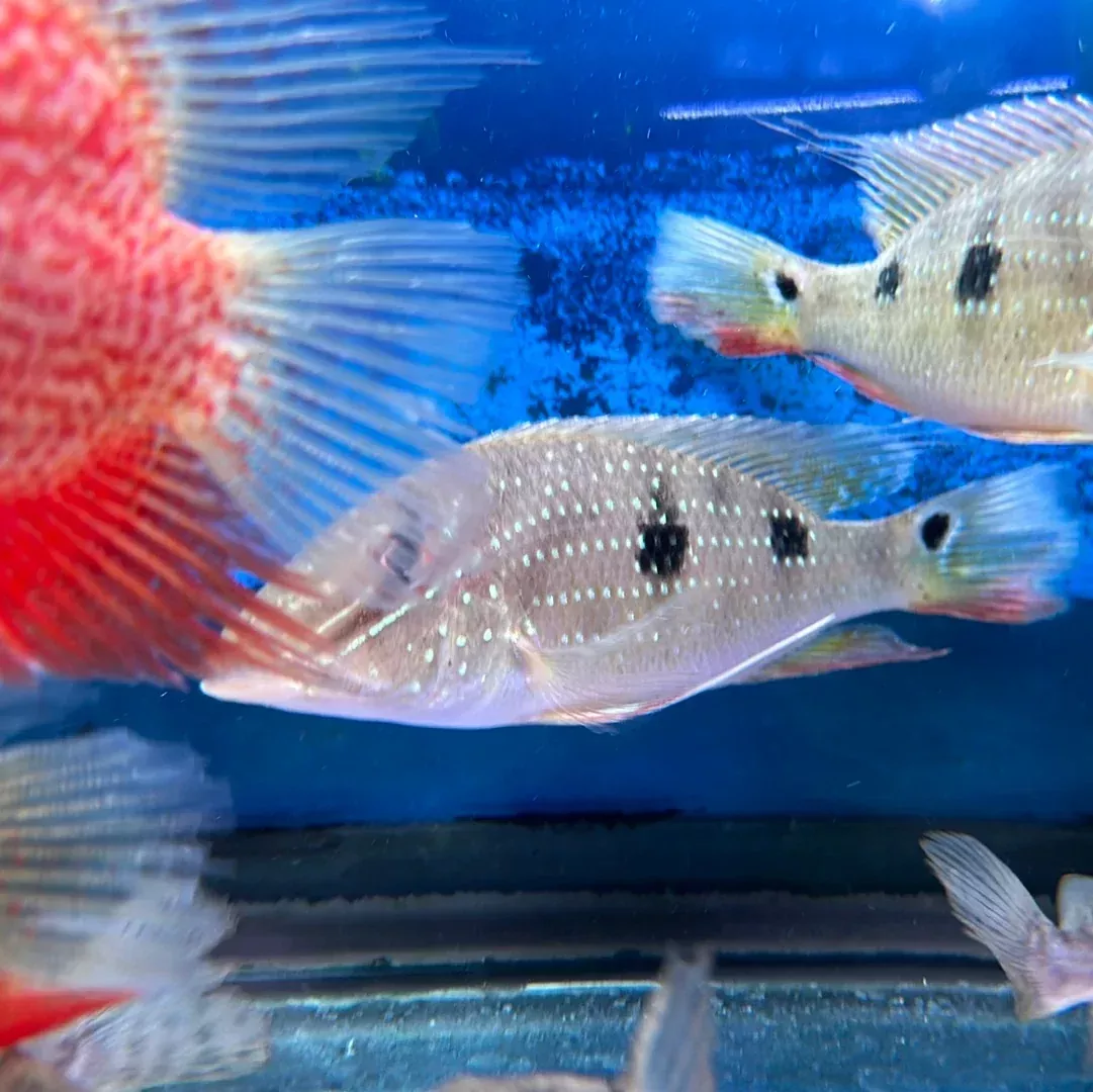 Daemon Geophagus (Satanoperca daemon)