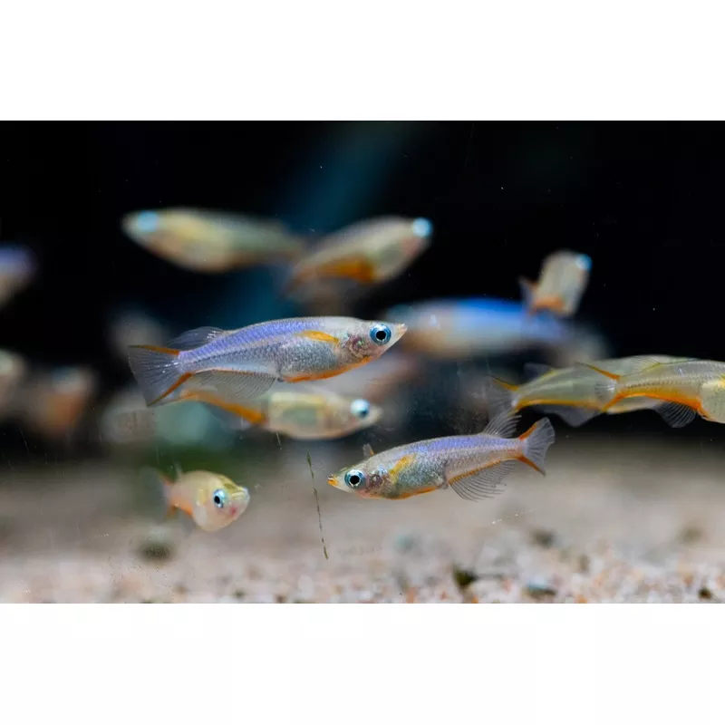 Daisy’s Ricefish