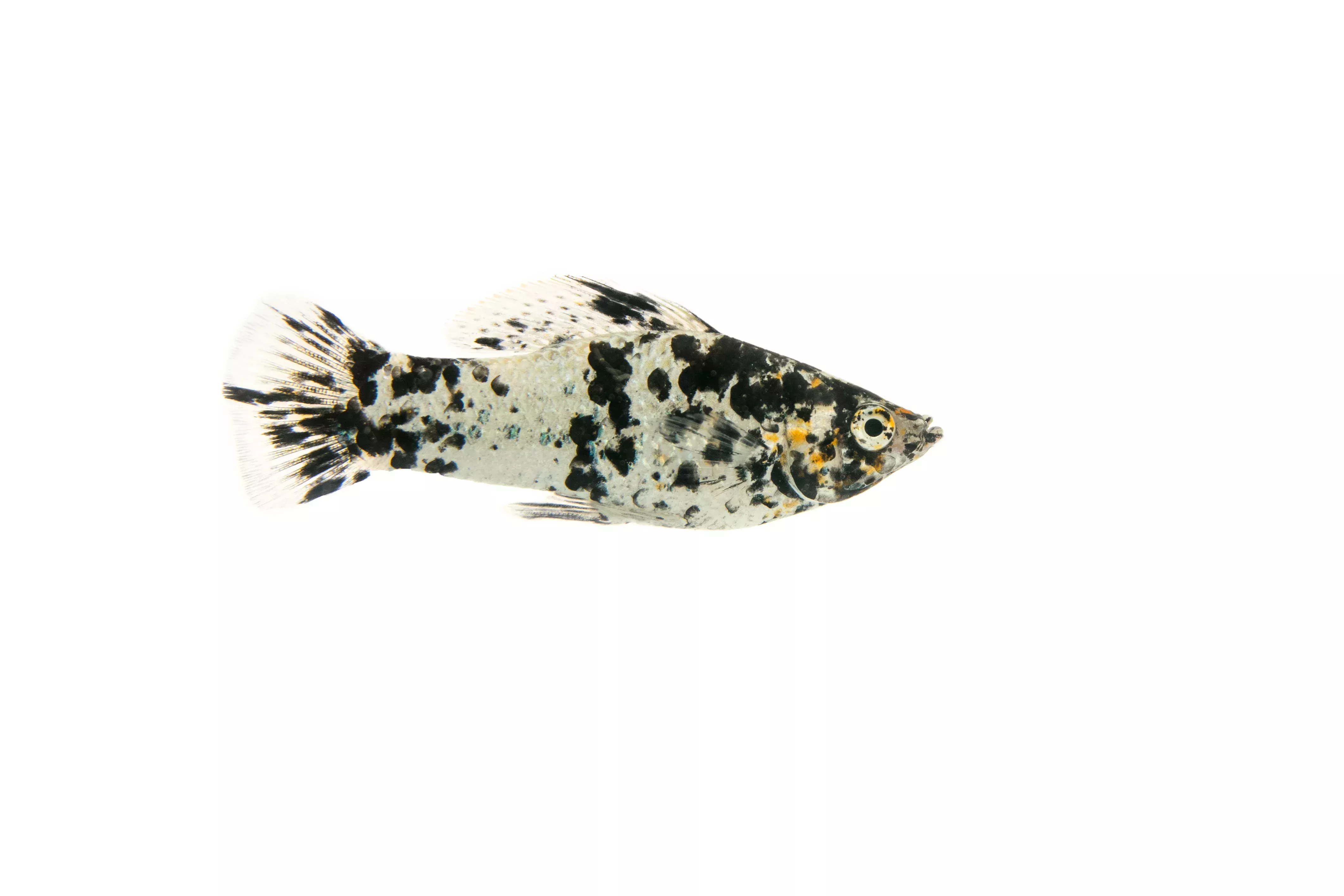 Dalmation and Black Mollies Locally Bred