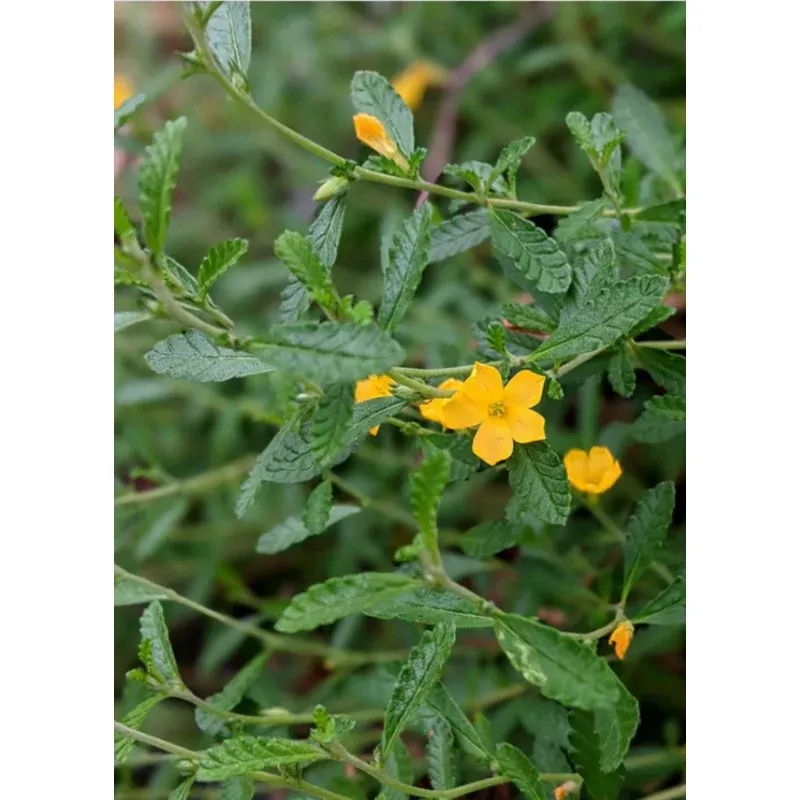Damiana (Turnera diffusa) | Herbs