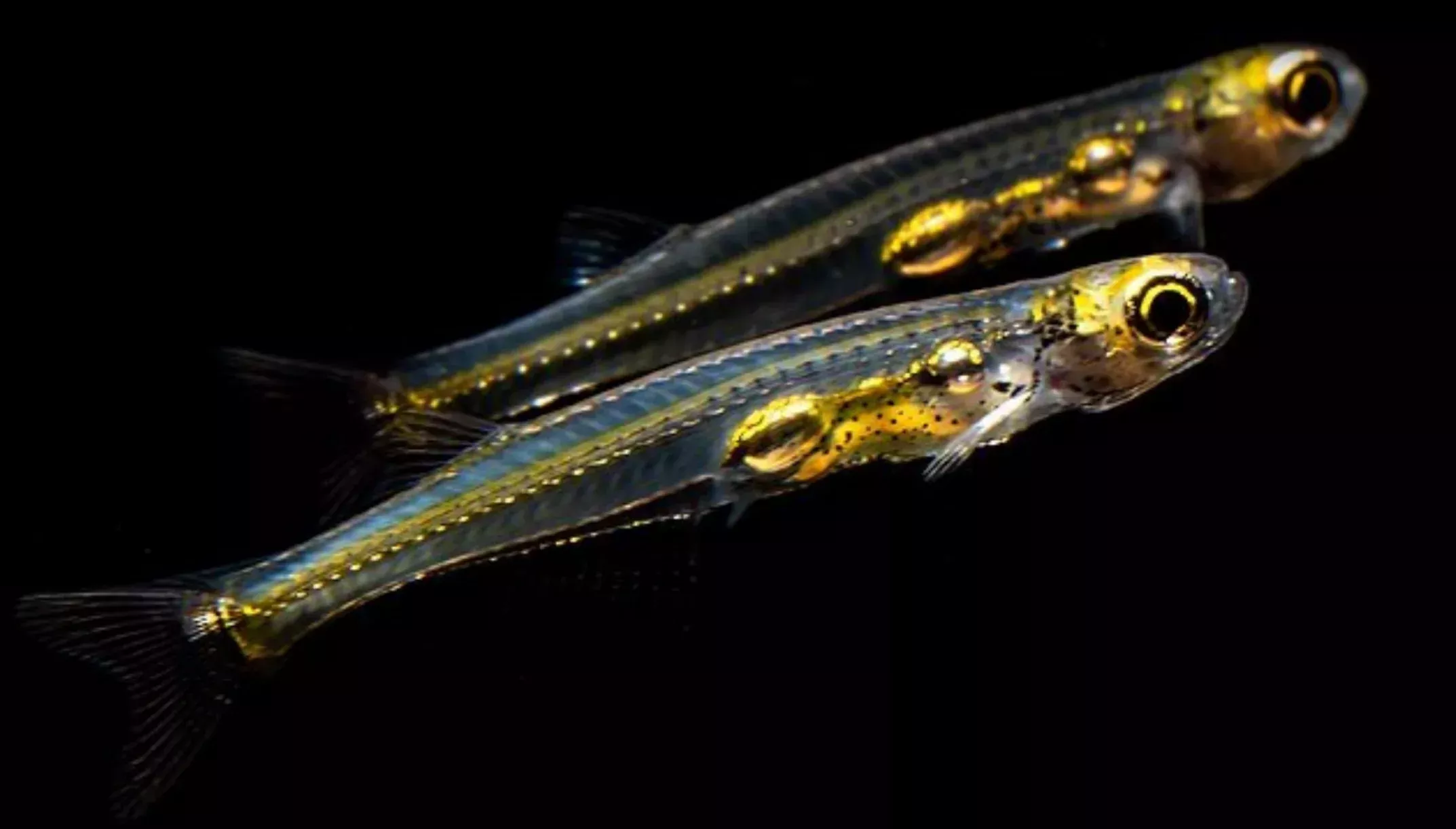 Danionella priapus