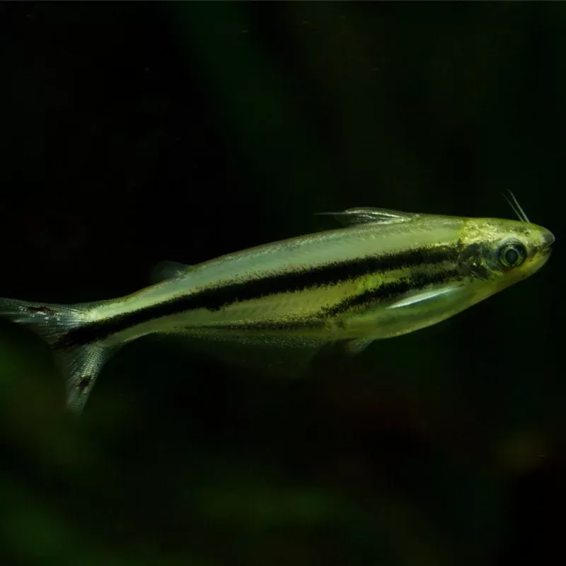 Debauwi African Glass Catfish