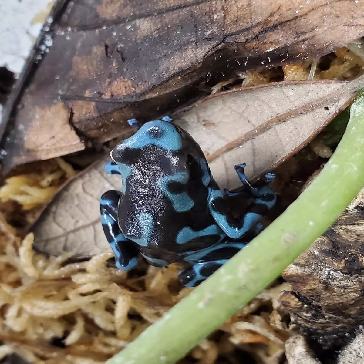 Dendrobates auratus “Birkhahn”