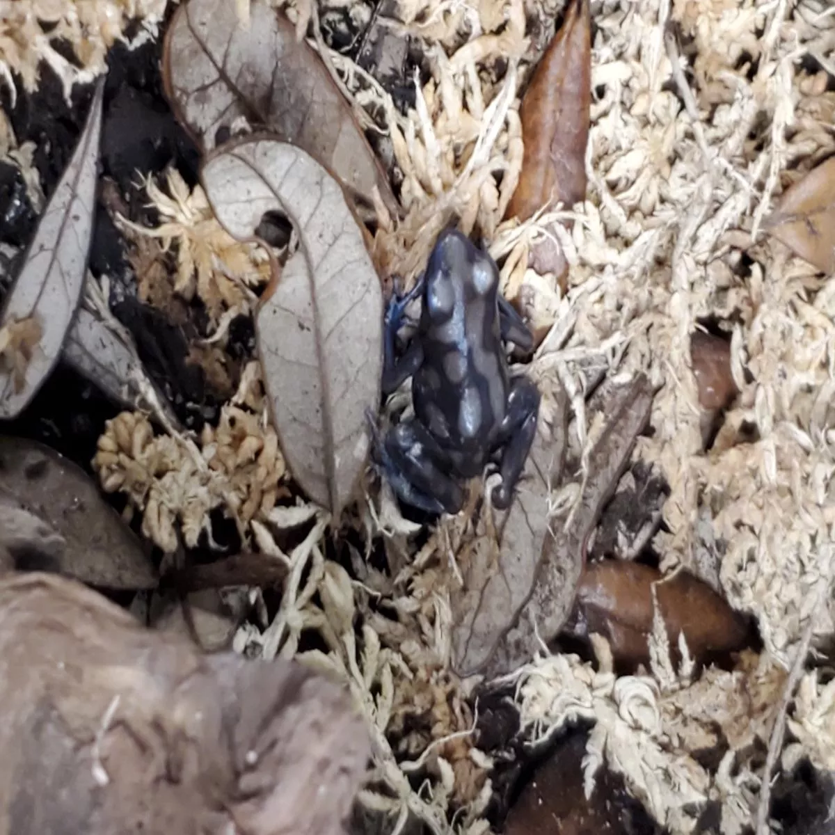Dendrobates auratus “Pena Blanca”