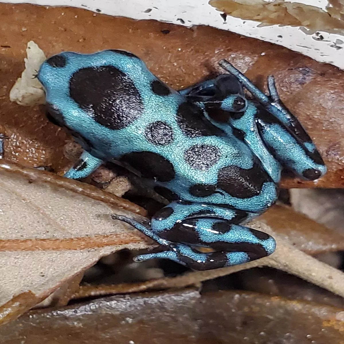Dendrobates auratus “Super Blue”