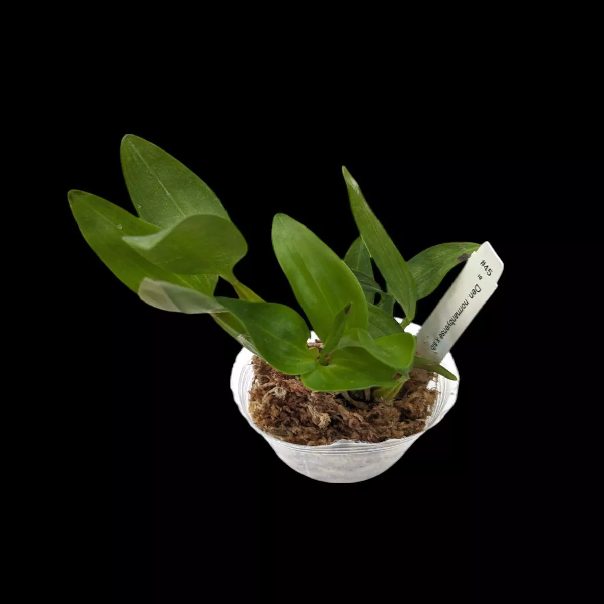 Dendrobium normanbyense x sib