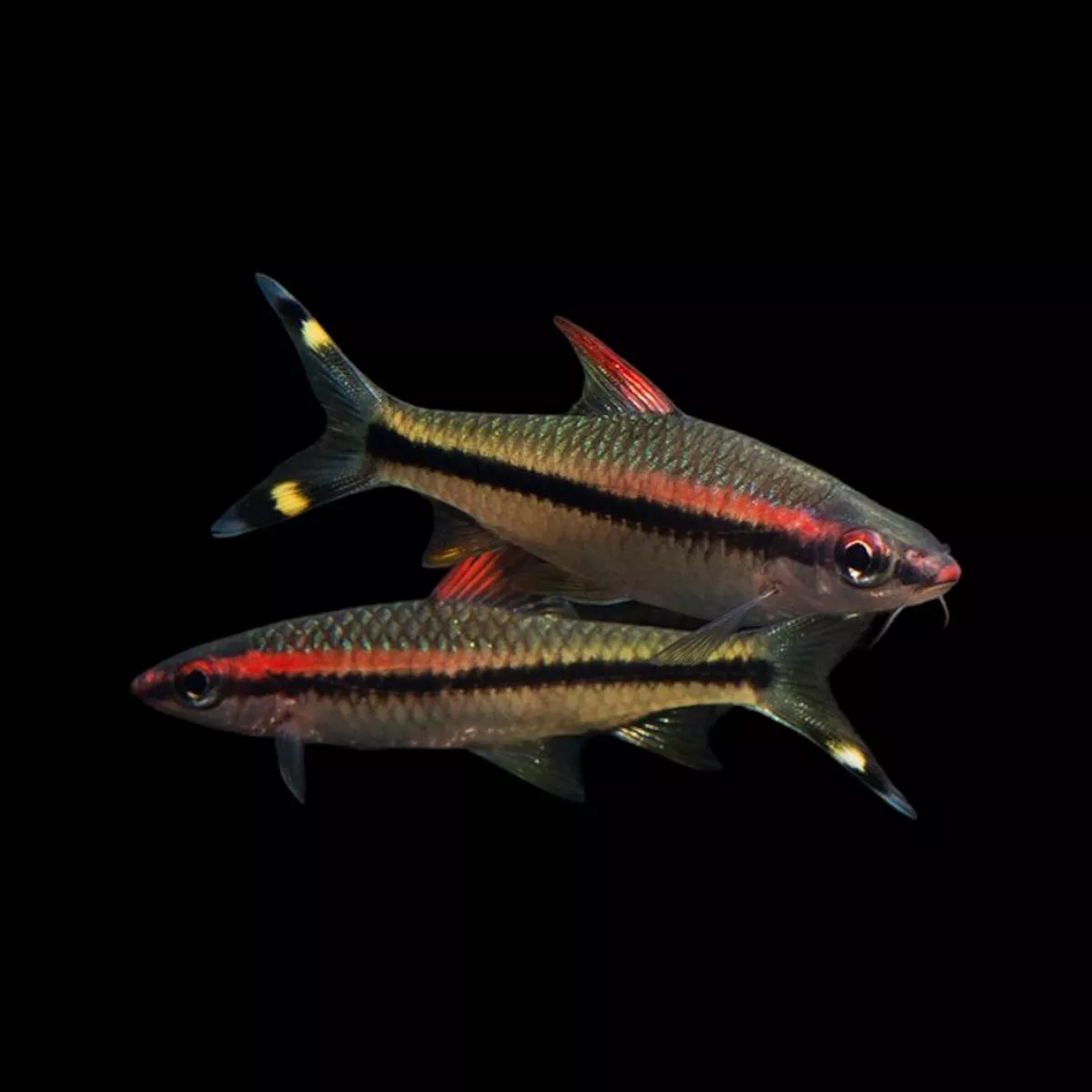 Denison Barb