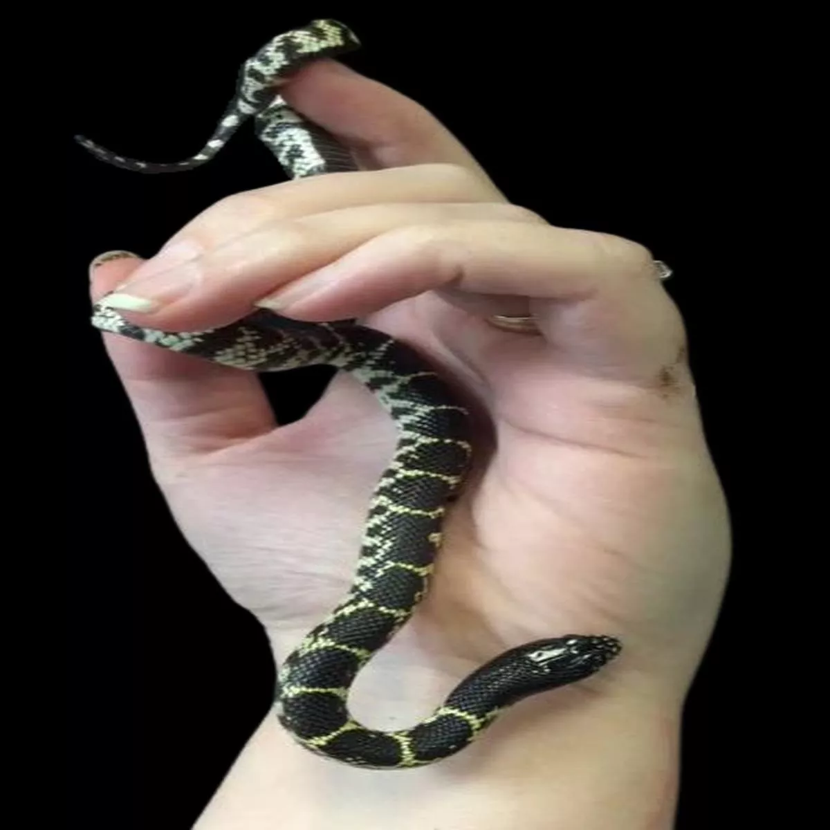 Desert Kingsnake (Het Albino 66% Het Axanthic)