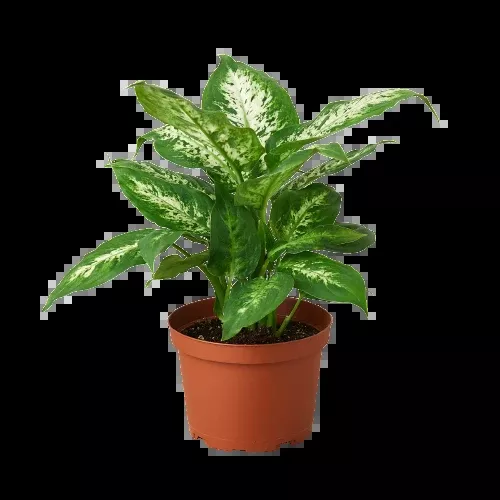 Dieffenbachia 'Tropic Snow'