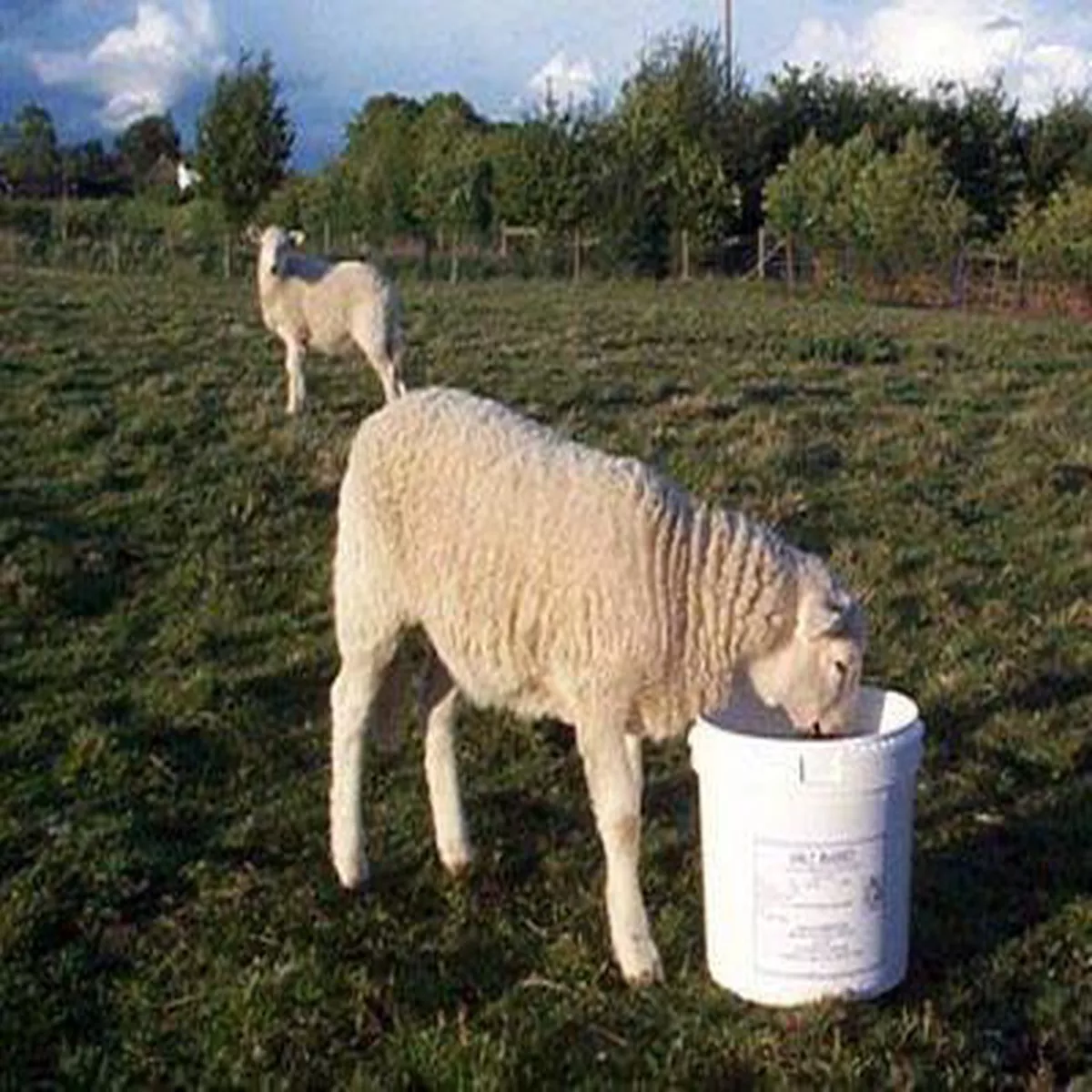 DK Sheep Molamin Bucket