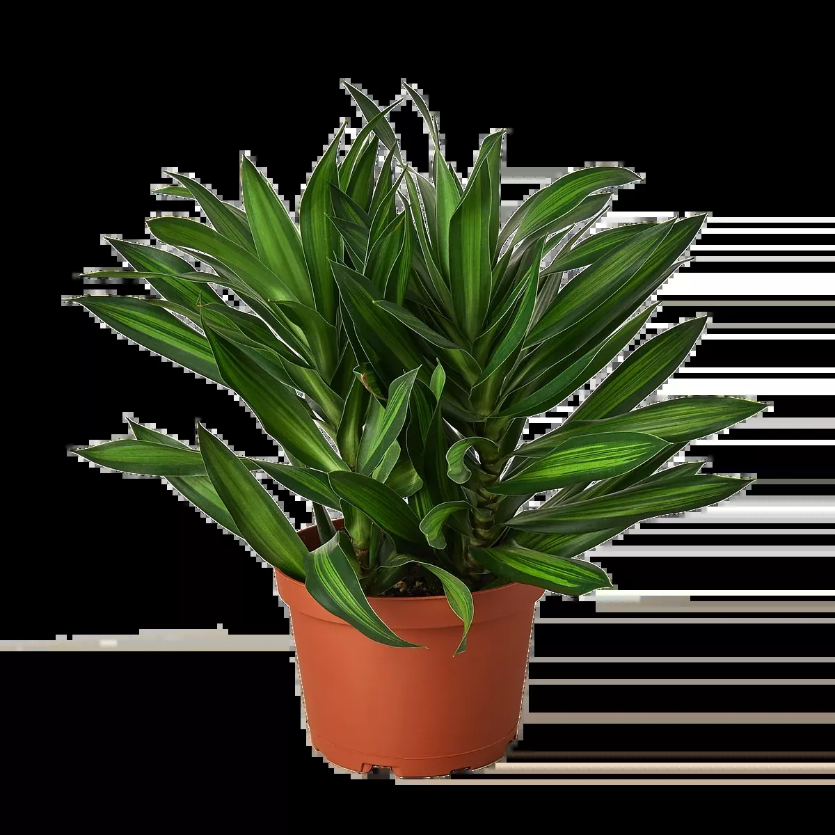 Dracaena 'Song of Jamaica'