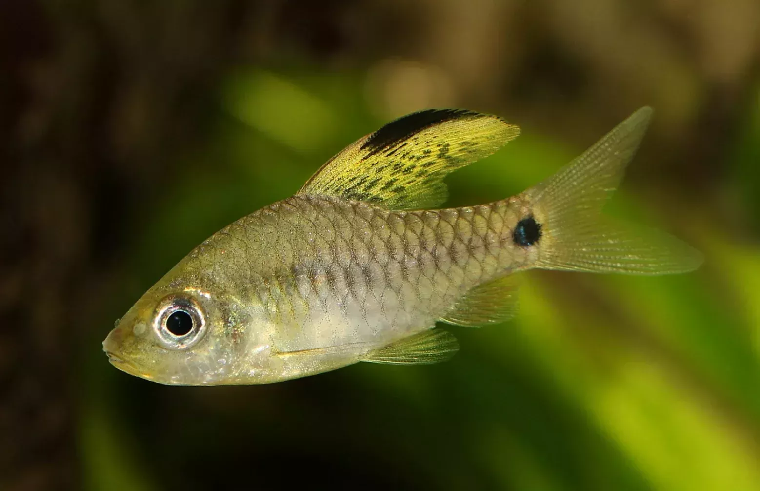 Drapefin Barb