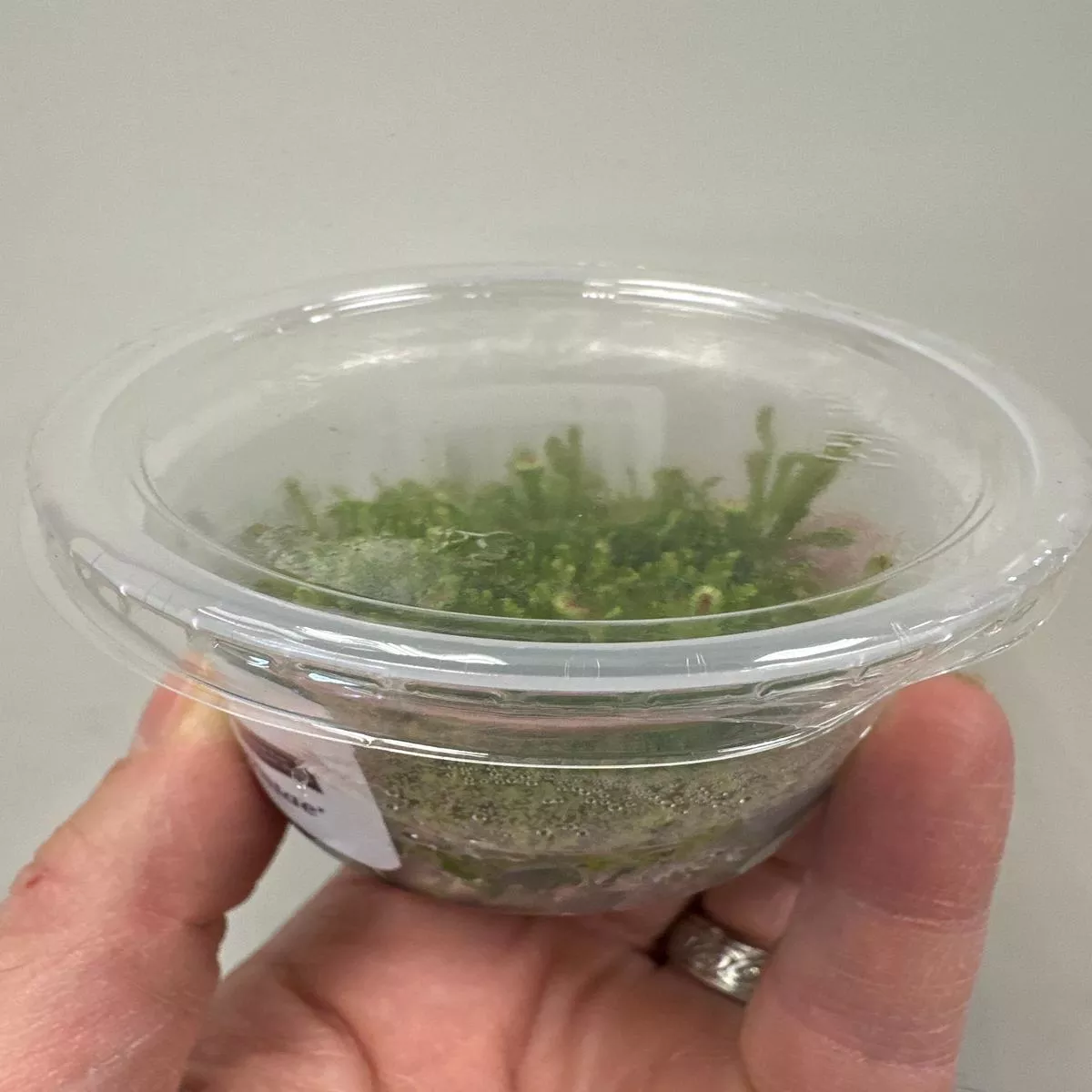Drosera spatulata var Lovellae