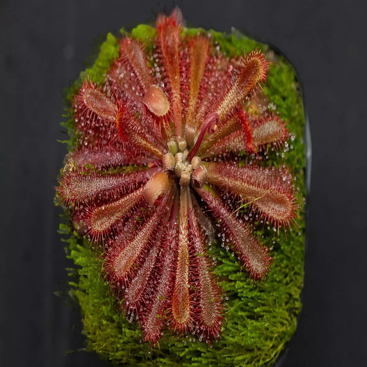Drosera ultramafica