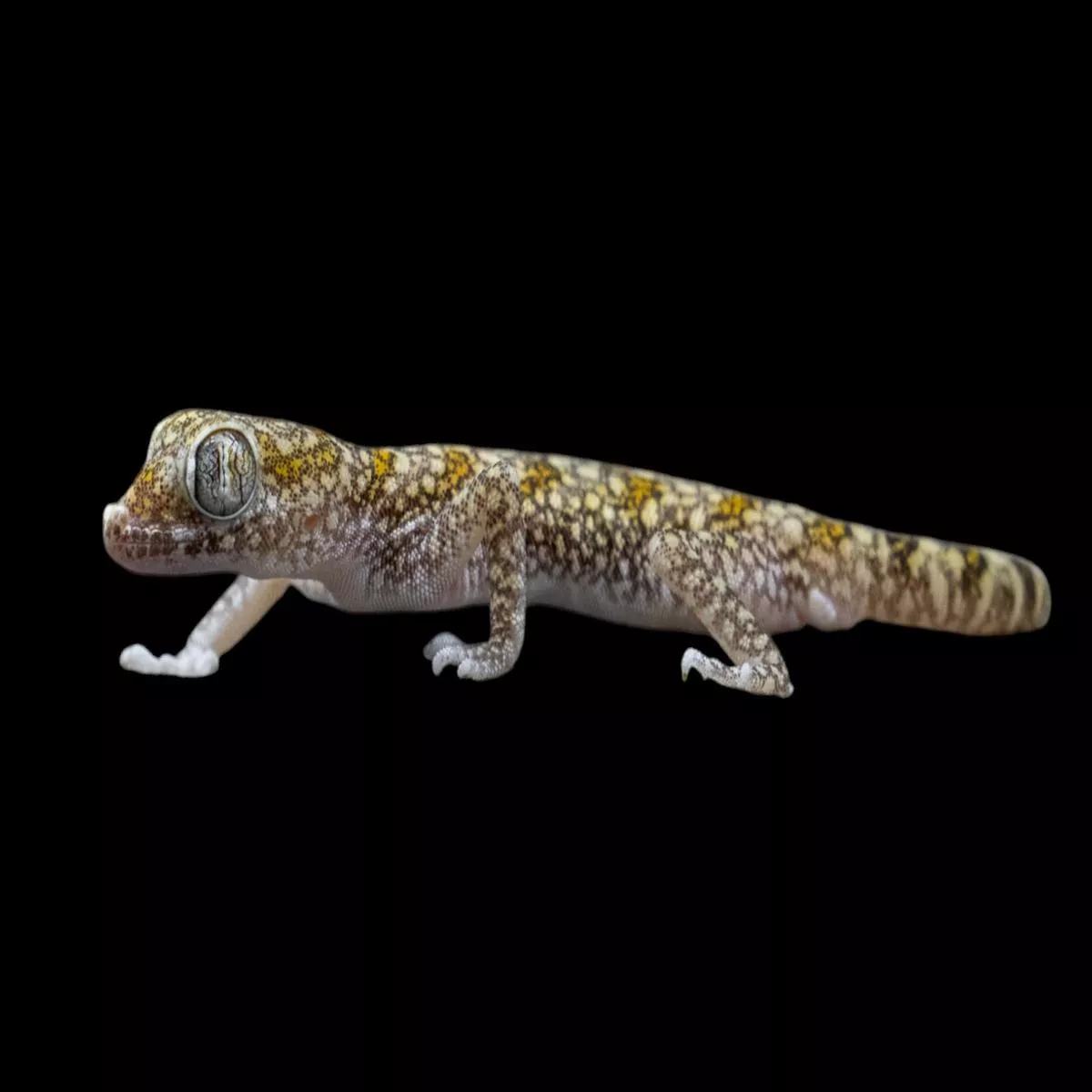 Dune Gecko (Stenodactylus sthenodactylus)