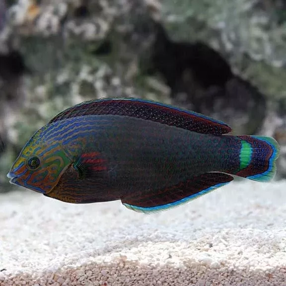 Dusky Wrasse