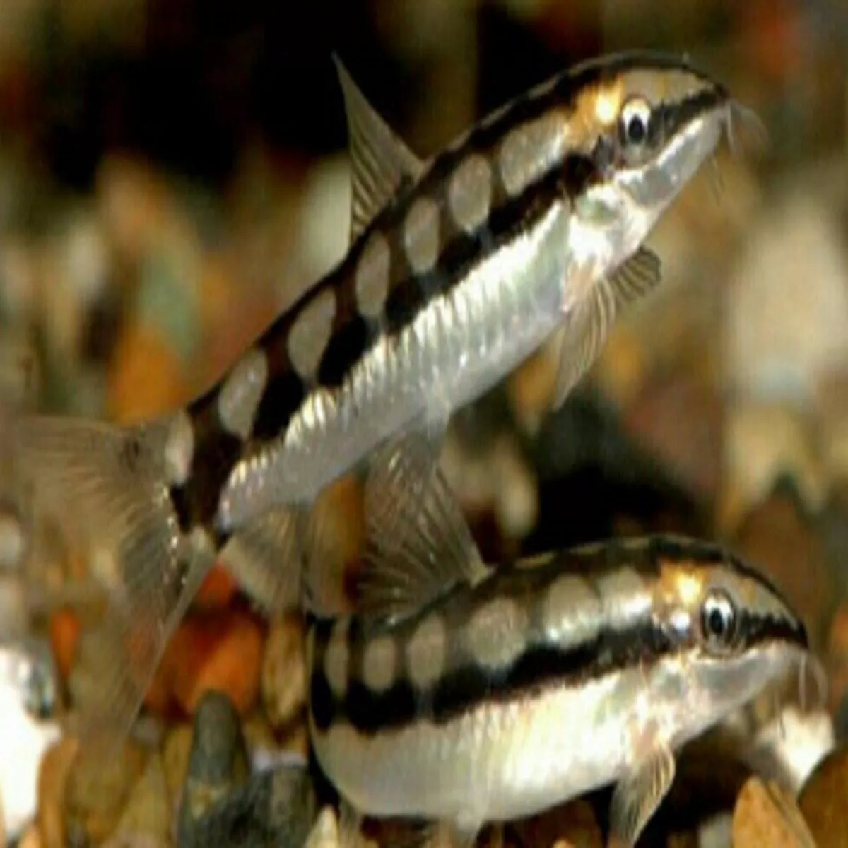 Dwarf Chain Loach