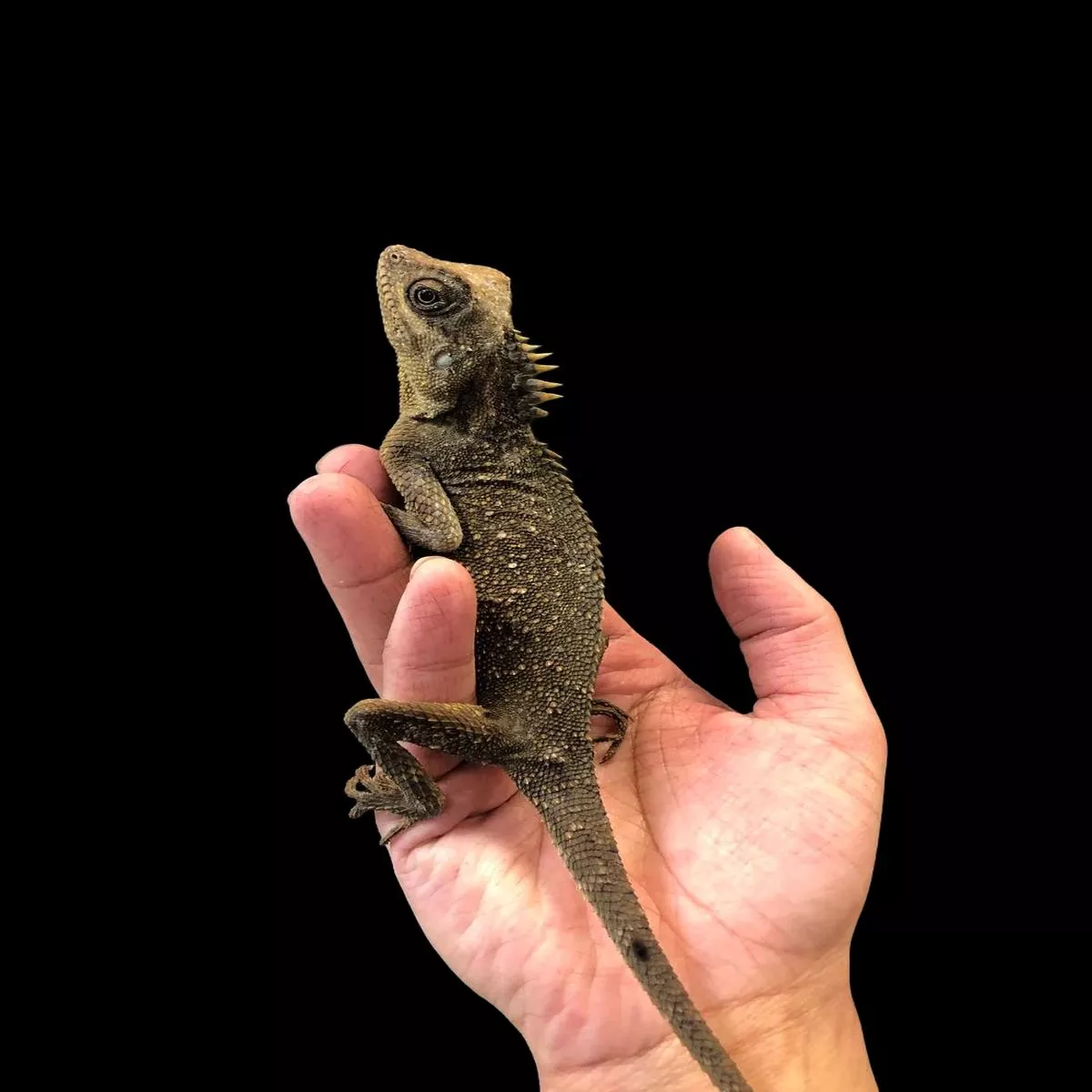 Dwarf Mountain Horned Dragon