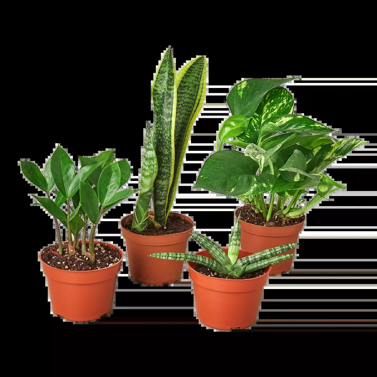 Easy Care Variety Bundle