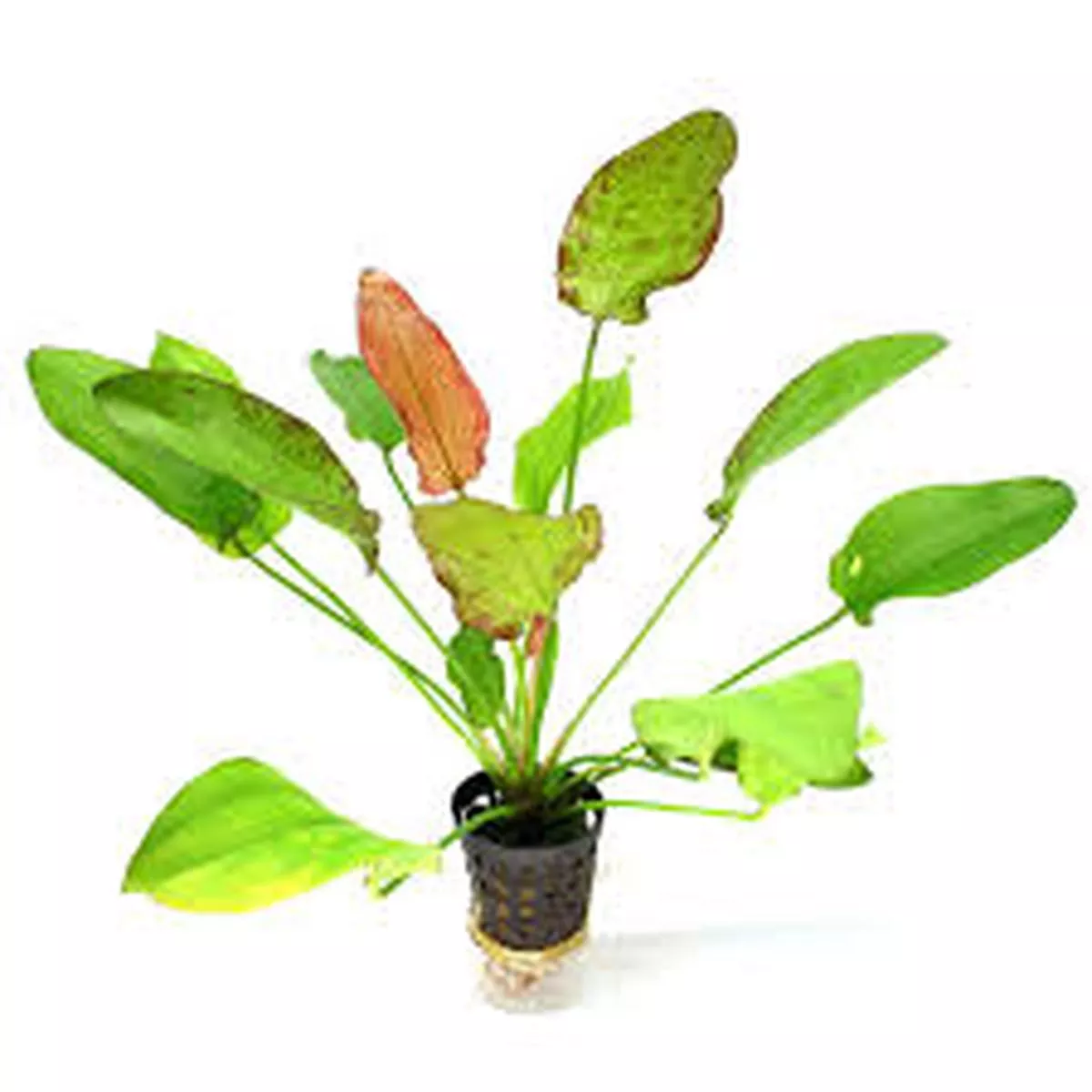 Echinodorus ‘Oriental’