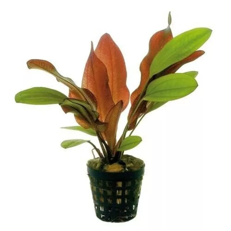 Echinodorus Red Flame
