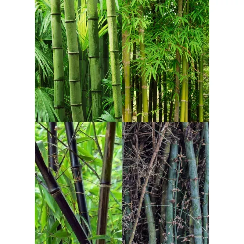 Edible Bamboo Bundle: ‘Oldhamii’ & ‘Black Asper’ | Staff Picks