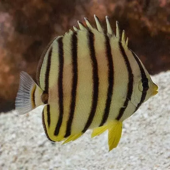Eight Banded Butterflyfish