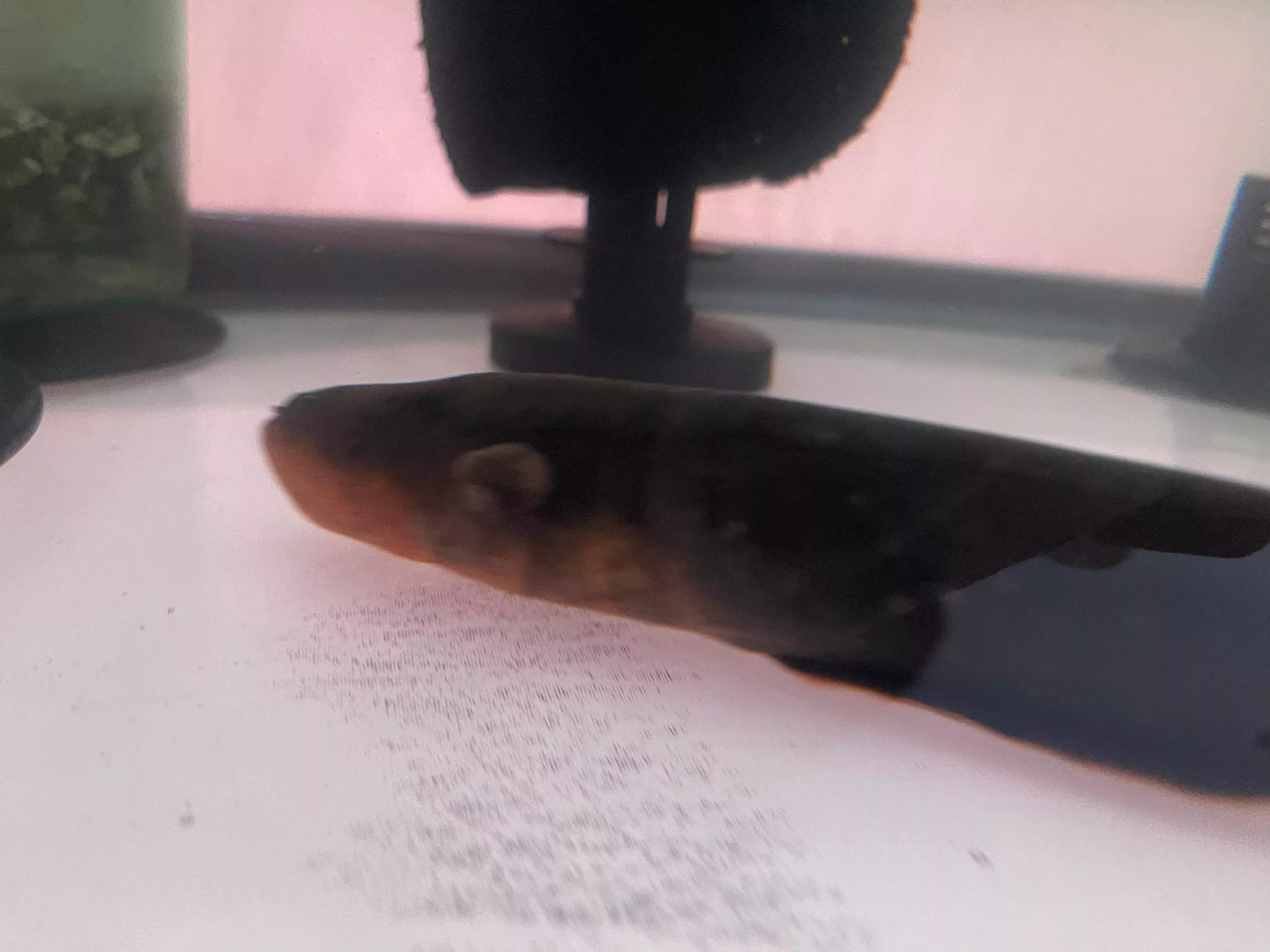 Electric Eel (Electrophorus electricus)