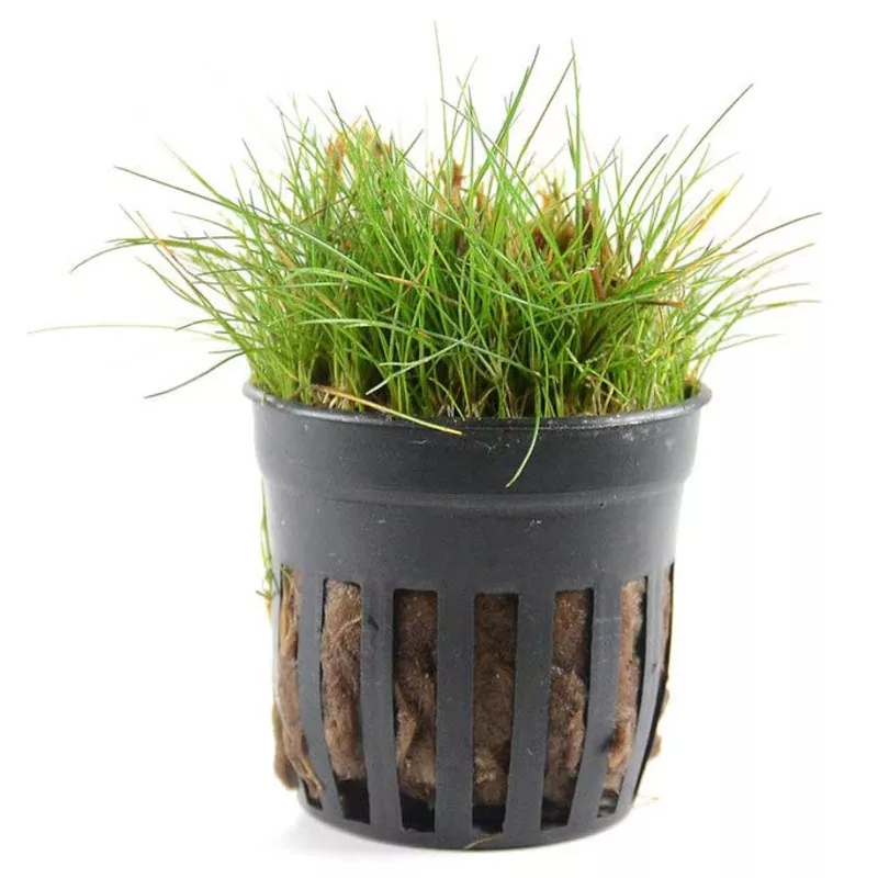 Eleocharis acicularis ‘Mini’ – Potted