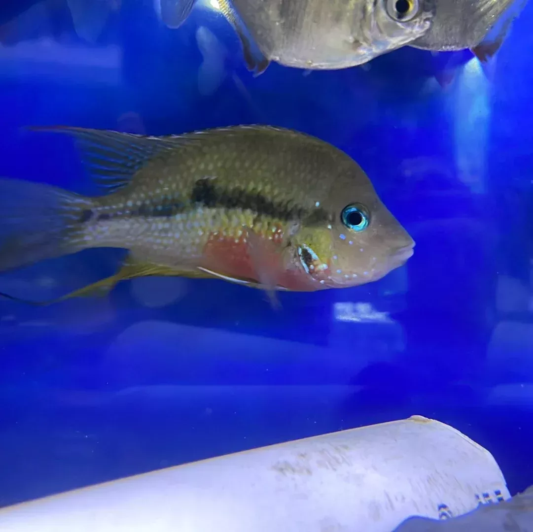 Ellioti’s Cichlid (Thorichthys ellioti)