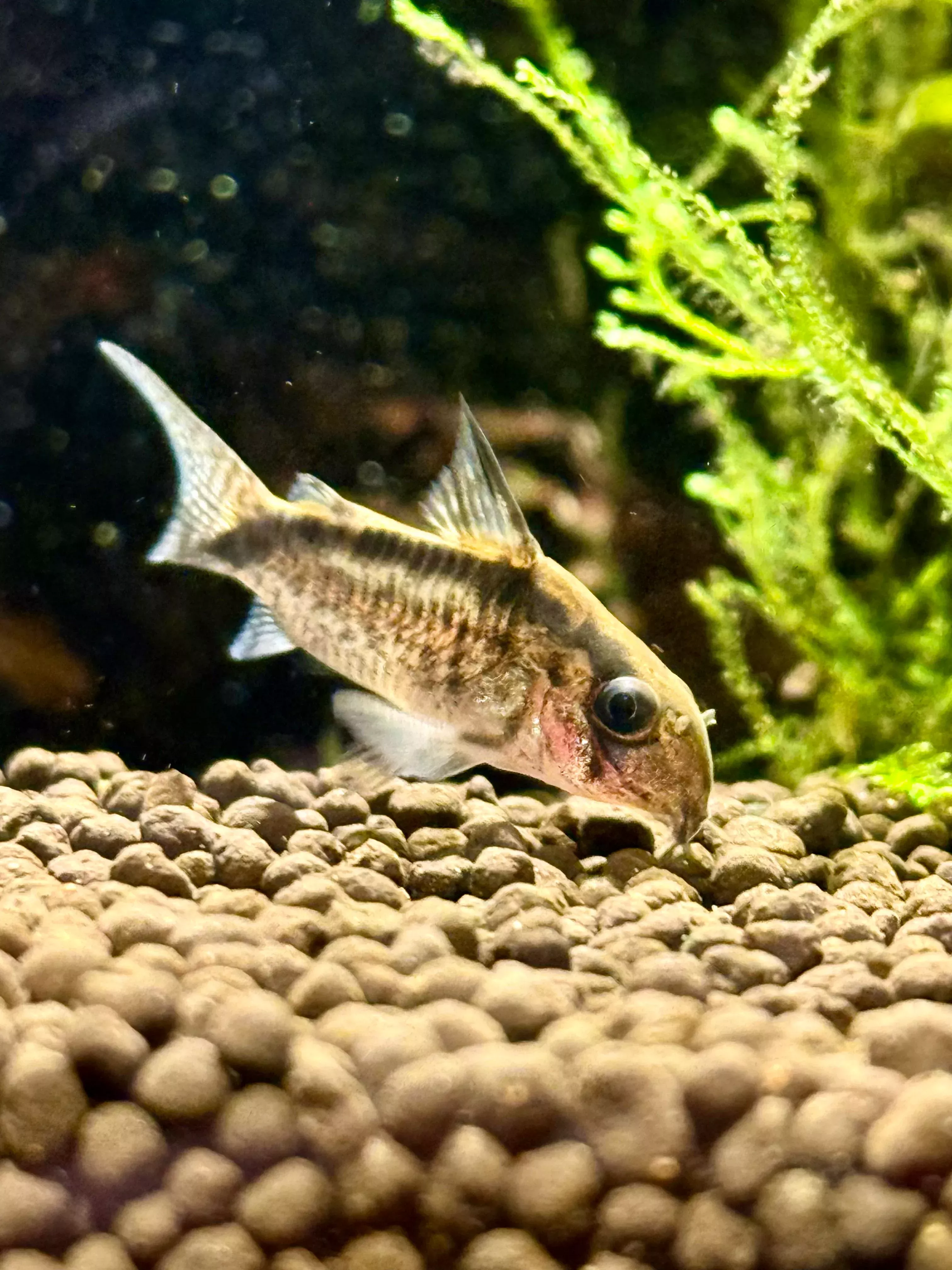 Evelyn’s Cory