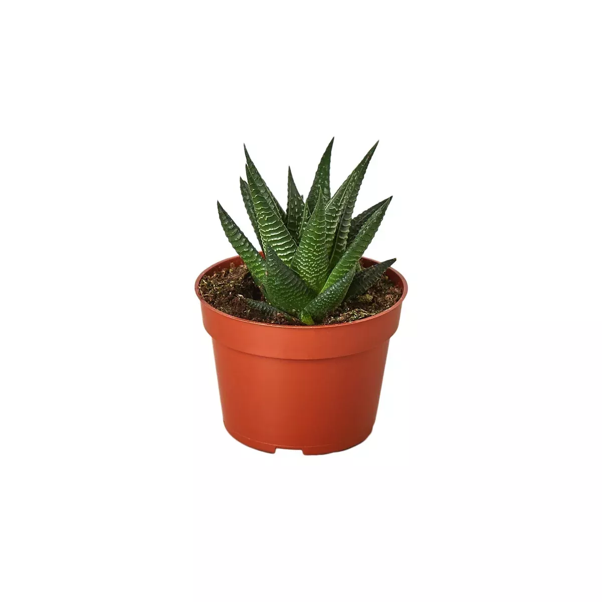Fairy Washboard Haworthia