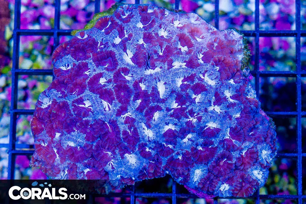 FAVIA – Australia Ultra Split Color Purple!